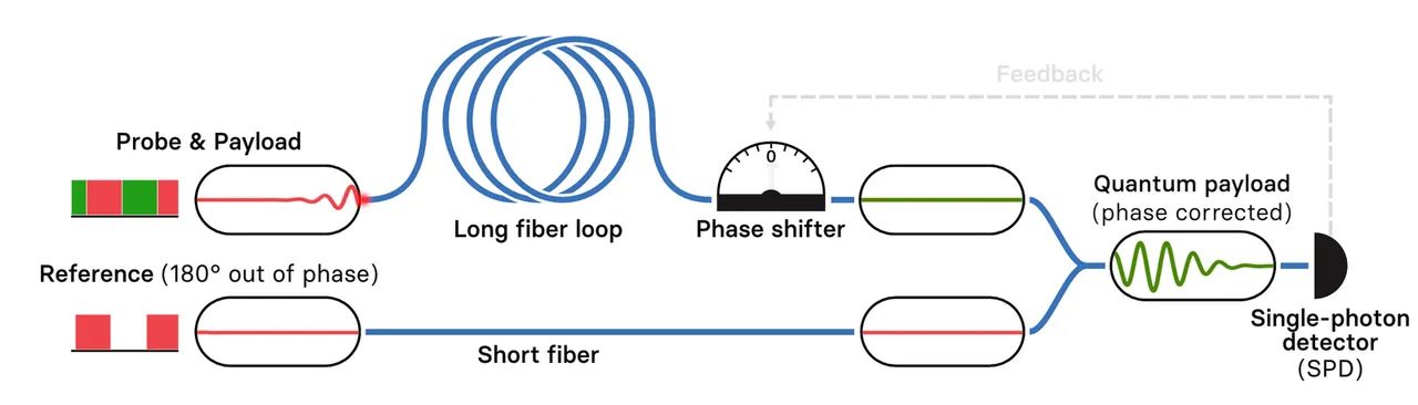Interference between a reference and a probe signal traveling through a long fiber loop reveals the phase difference between the two signals. This information is used to provide a phase correction to the future quantum payload traveling through the loop.